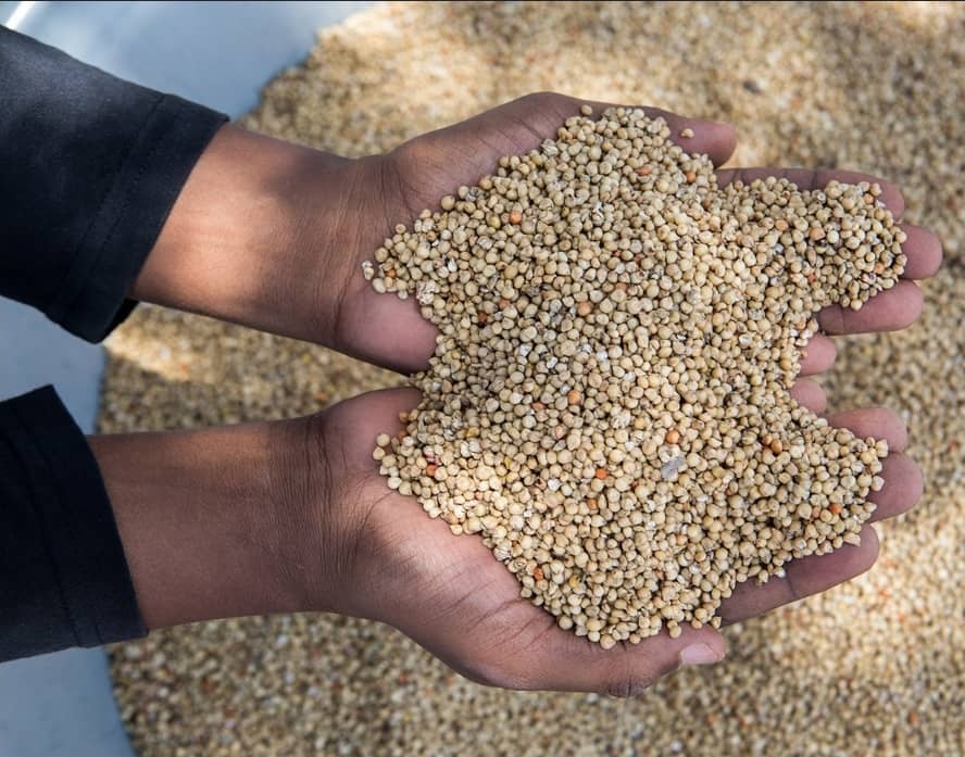 Agricultural Seeds main image