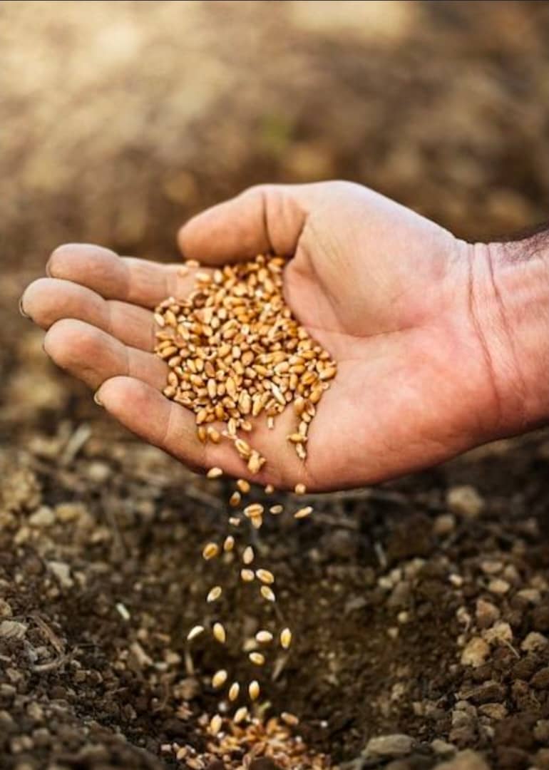 Agricultural Seeds product view